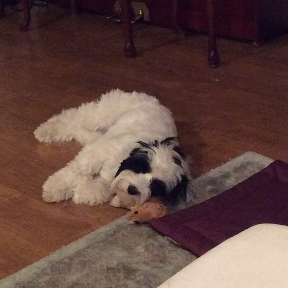 Meet your Posher, Susan